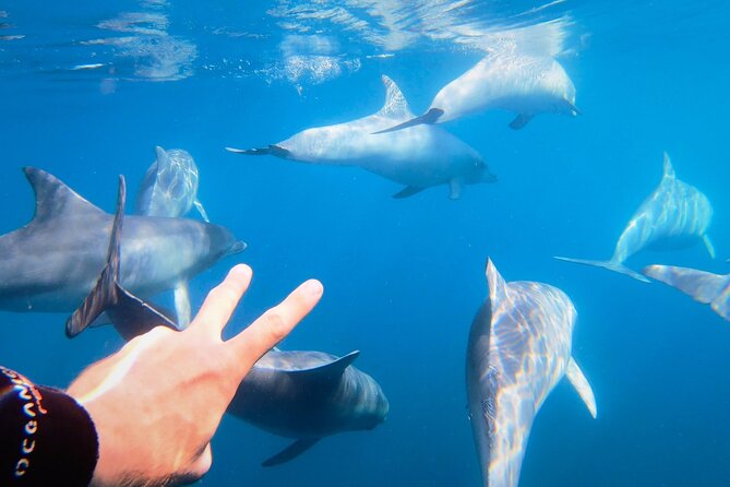 Wild Dolphin Swim Cruise - Key things that make this dolphin swim cruise worth your time