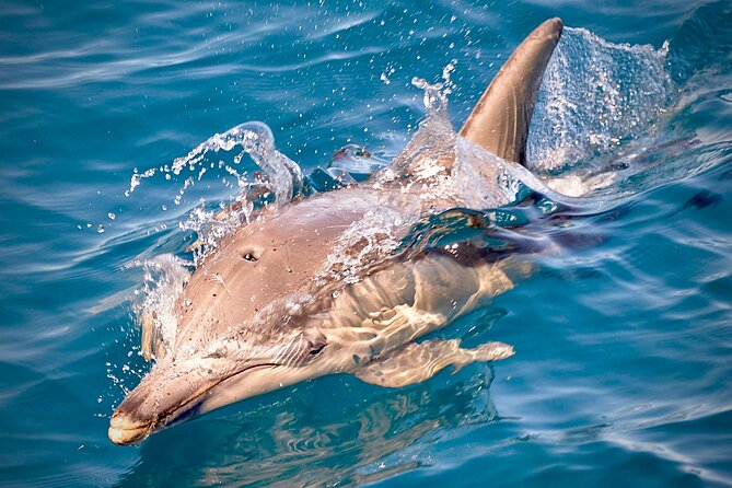 Wild Dolphin Swim Cruise - A morning on Temptation: why this starts early (and smart)