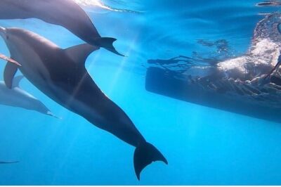 Wild Dolphin Swim Cruise - Front Swim and Back Swim: two ways to see dolphins in the wild