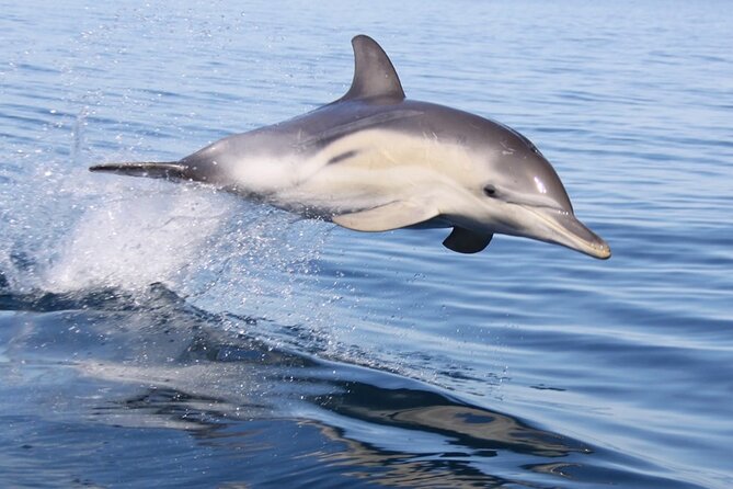 Wild Dolphin Watch in Glenelg - Key highlights worth knowing