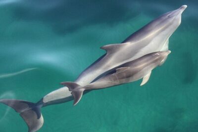 Wild Dolphin Watch in Glenelg - Marine biologists onboard: what the commentary adds