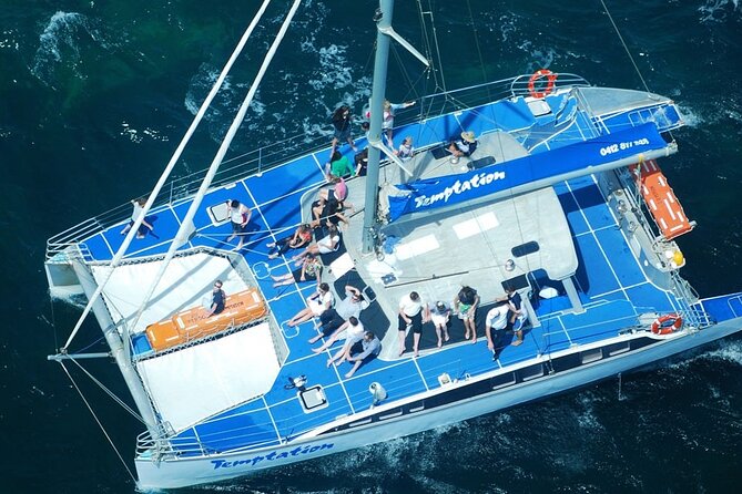 Wild Dolphin Watch in Glenelg - Swim-with-dolphins vs dolphin watching: choose the right option