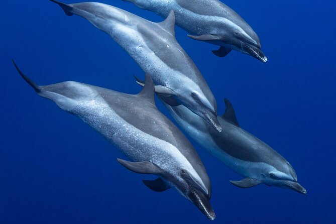 Wild Dolphin Watching and Snorkel Safari Off West Coast of Oahu - The 32-Foot USCG Vessel: What a 15-Person Boat Changes