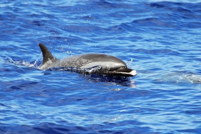 Wild Dolphin Watching and Snorkel Safari Off West Coast of Oahu - Snorkeling With Sea Turtles: Gear Included, Comfort Tips That Actually Matter