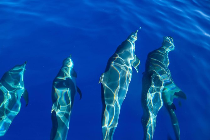 Wild Dolphin Watching and Snorkel Safari Off West Coast of Oahu - Humpback Whales in January–March: Seasonality, Not Guarantees