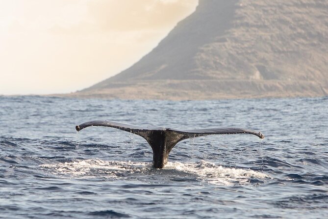 Wild Dolphin Watching and Snorkel Safari Off West Coast of Oahu - Lunch at Sea and the Best Food Plan for a 3-Hour Trip