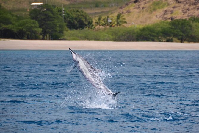 Wild Dolphin Watching and Snorkel Safari Off West Coast of Oahu - Price and Value: Is $193.88 Worth It?
