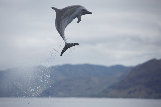 Wild Dolphin Watching and Snorkel Safari Off West Coast of Oahu - Who This Tour Is Best For (and Who Might Want Another Option)