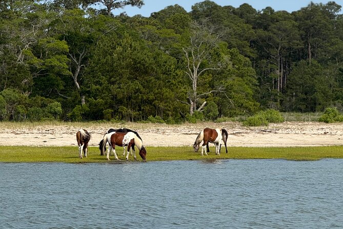 Wildlife Boat Tour with Wild Ponies and Dolphins in Chincoteague - Key highlights to know before you go