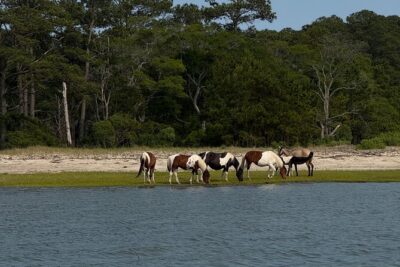 Wildlife Boat Tour with Wild Ponies and Dolphins in Chincoteague - What happens on the water (and why the guide’s choices matter)