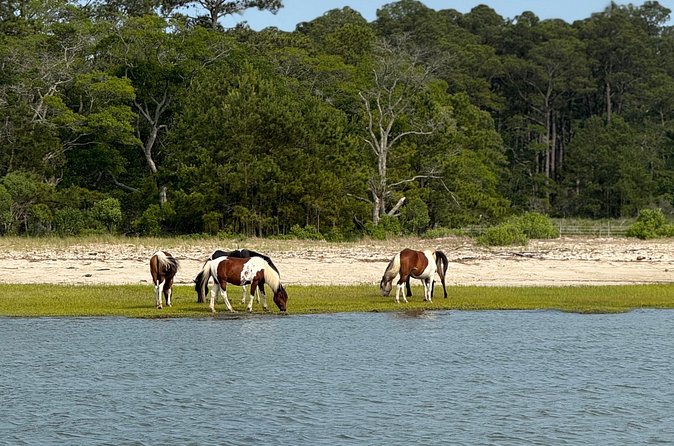 Wildlife Boat Tour with Wild Ponies and Dolphins in Chincoteague - Comfort and timing: the small practical stuff that changes everything