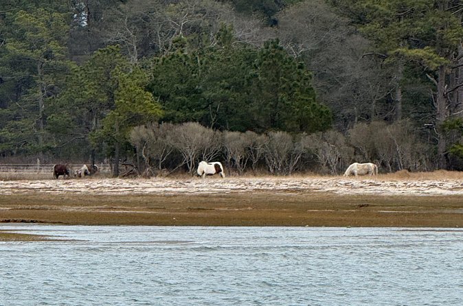 Wildlife Boat Tour with Wild Ponies and Dolphins in Chincoteague - Who this tour suits best