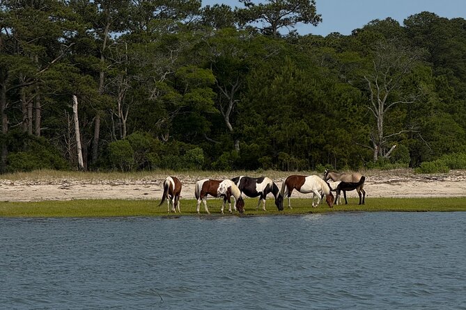 Wildlife Boat Tour with Wild Ponies and Dolphins in Chincoteague - What happens on the water (and why the guide’s choices matter)