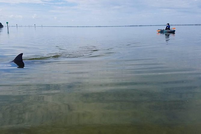 Wildlife Refuge Manatee, Dolphin & Mangrove Kayak or Paddleboarding Tour! - Cocoa Beach Lagoon Paddling: The 1.5-Hour Experience in Real Life