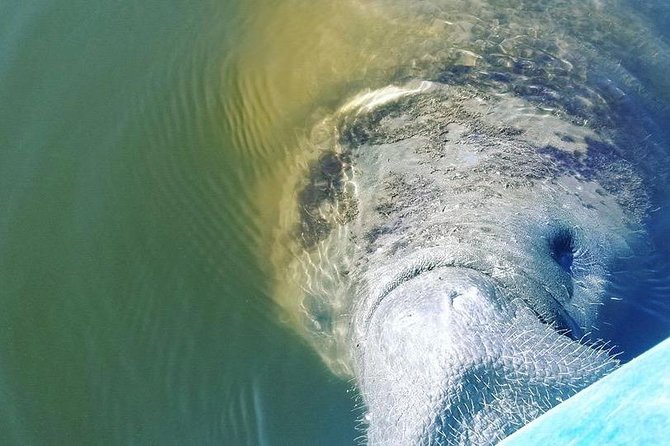 Wildlife Refuge Manatee, Dolphin & Mangrove Kayak or Paddleboarding Tour! - Mangrove Forest Paddling and the Sunset Factor