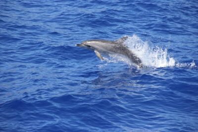 Wines Tasting Experience and Skywalk with Dolphin Watching - Price and Value: $130.95 Isn’t Just for Driving