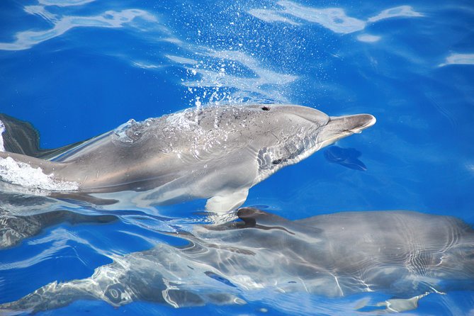Wines Tasting Experience and Skywalk with Dolphin Watching - The Gap Between 1:30 pm and 3:00 pm: Think Like a Local