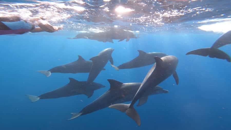 Zanzibar dolphins+ snokling at mnemba with turles swimming - The Mnemba Atoll setting: why this water is famous