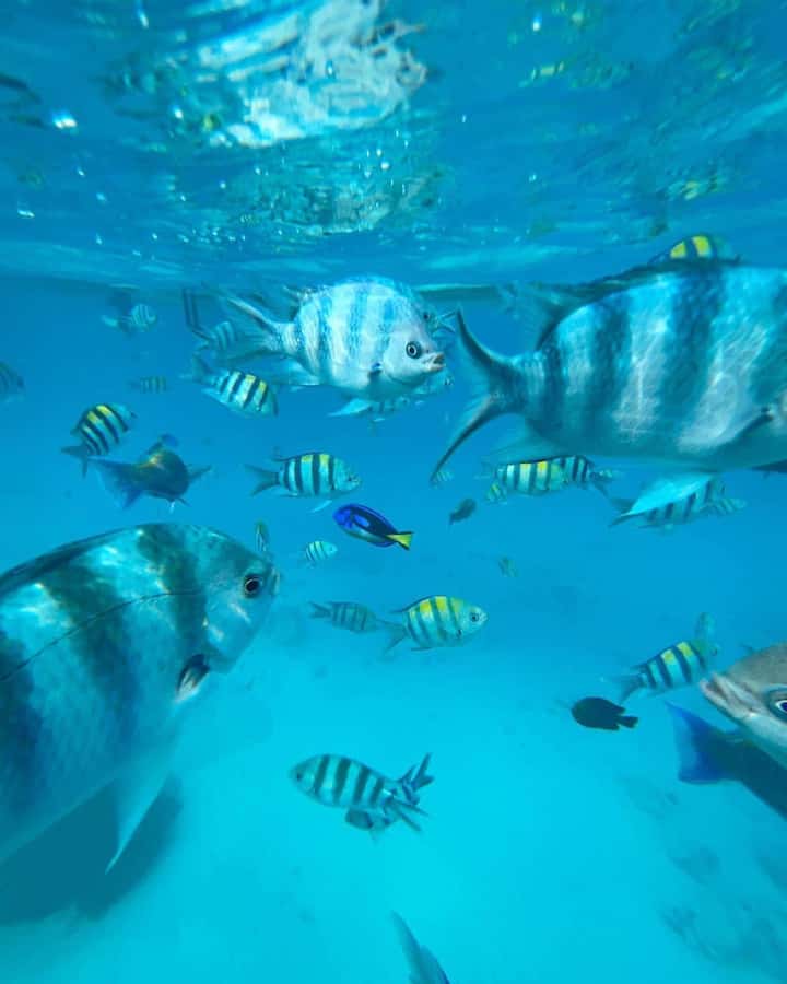 Zanzibar dolphins+ snokling at mnemba with turles swimming - Choosing your water mood: guided help vs. free movement