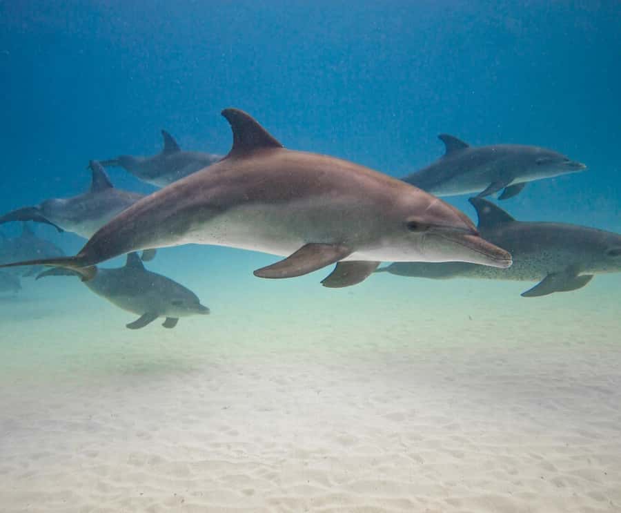 Zanzibar dolphins+ snokling at mnemba with turles swimming - From your hotel to the speedboat: how the day starts