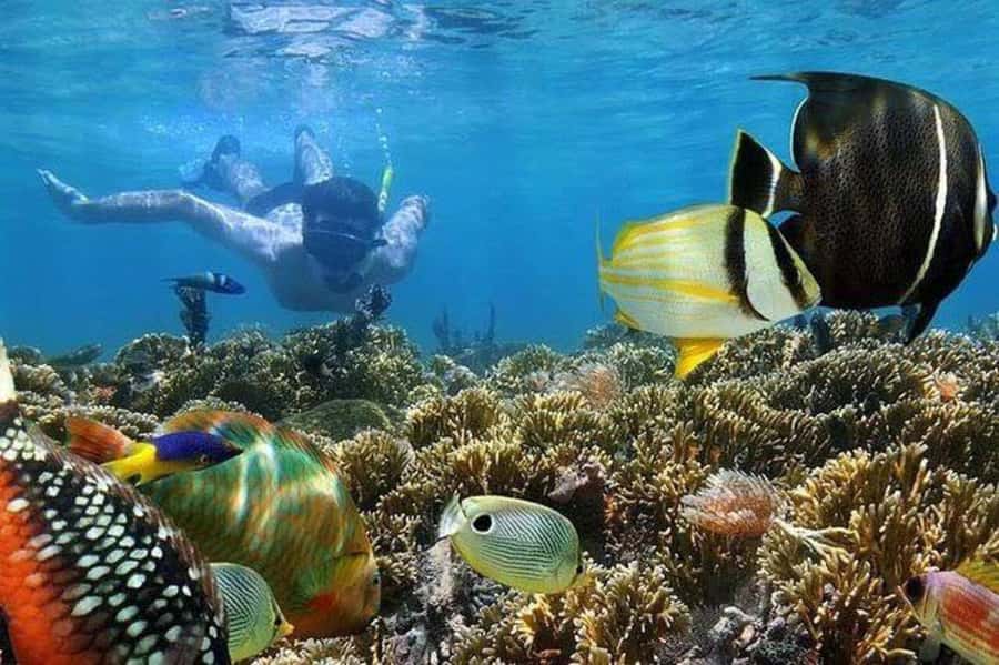 ZANZIBAR : Mnemba Dolphin and Snorkeling Tour - Mnemba Dolphins From Nungwi: the first stretch that sets the mood