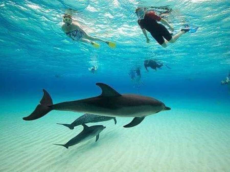 ZANZIBAR : Mnemba Dolphin and Snorkeling Tour - Mnemba Atoll snorkeling: coral, fish, starfish, and sometimes turtles