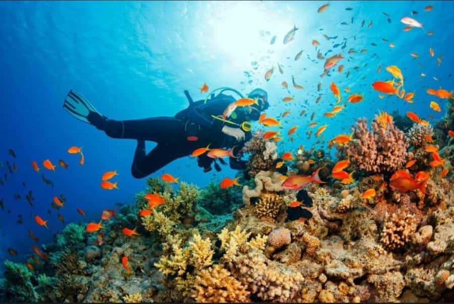 ZANZIBAR : Mnemba Dolphin and Snorkeling Tour - What you get for $15: value that’s more than just the price