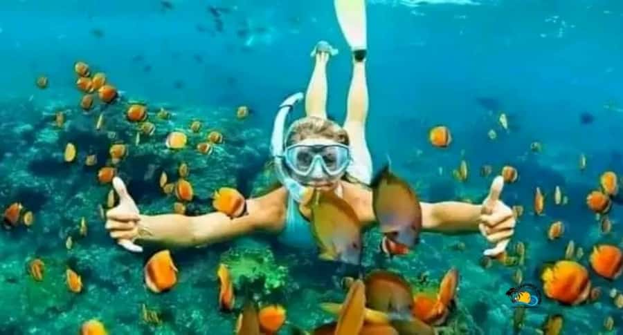Zanzibar: Mnemba Dolphins Tour with Snorkeling and Sandbank - Key highlights worth knowing