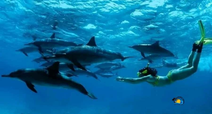 Zanzibar: Mnemba Dolphins Tour with Snorkeling and Sandbank - From hotel pickup to Nungwi: how this 4-hour day stays on track