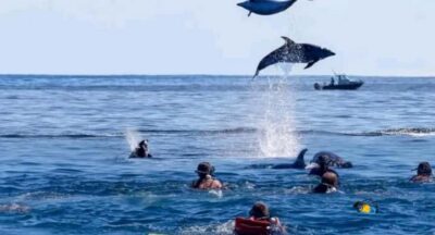 Zanzibar: Mnemba Dolphins Tour with Snorkeling and Sandbank - Dolphins in the wild: what the boat-side experience really feels like