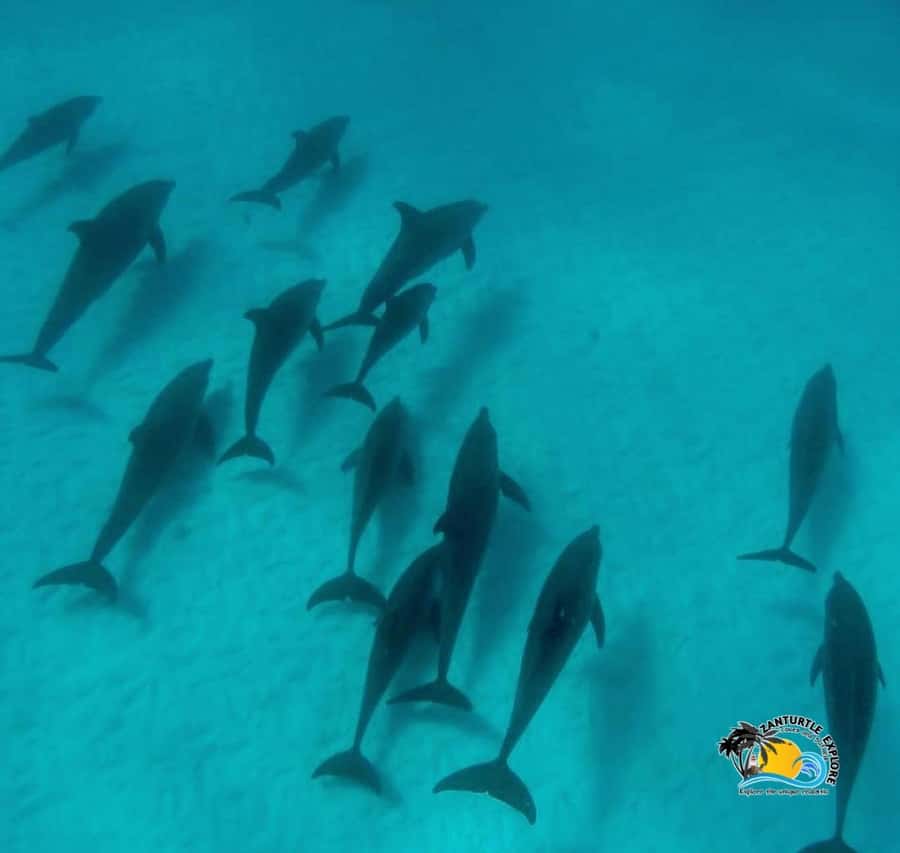Zanzibar: Mnemba Dolphins Tour with Snorkeling and Sandbank - What you get for $65: value for time, reef access, and included gear
