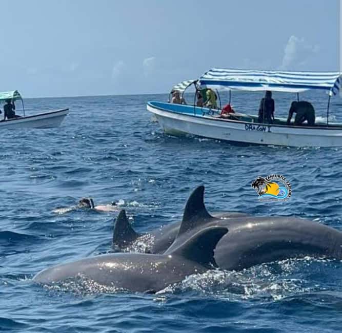 Zanzibar: Mnemba Dolphins Tour with Snorkeling and Sandbank - Practical stuff that makes the day smoother