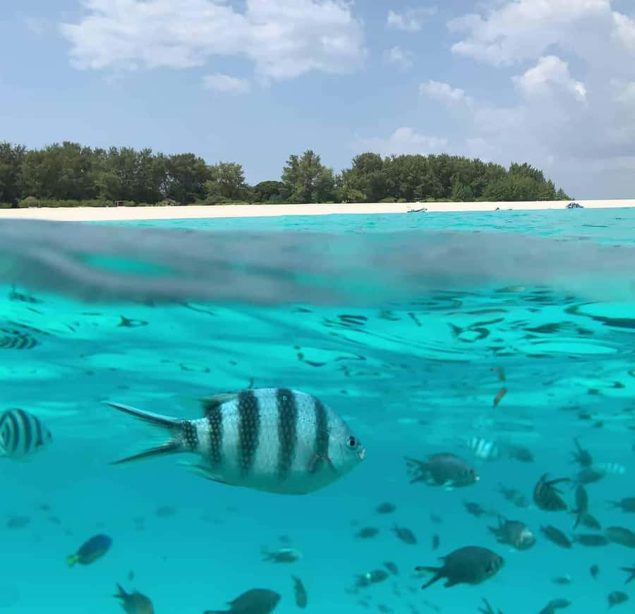 Zanzibar: Mnemba Island Dolphin and Snorkeling Tour - From Nungwi to Mnemba: how the day starts and where you meet