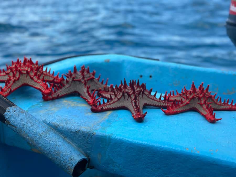 Zanzibar: Mnemba Island&Dolphin Swim With Optional Lunch - Mnemba beach time: fruits, optional lunch, and what to pack for comfort
