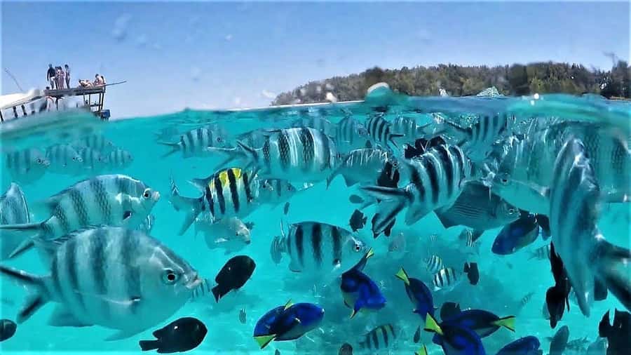 Zanzibar: Mnemba Island&Dolphin Swim With Optional Lunch - A reality check on crowds, coral safety, and dolphin respect
