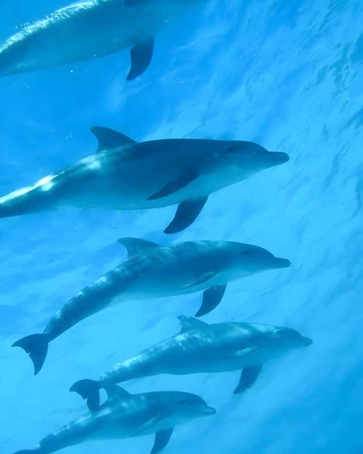 Zanzibar: Mnemba Island Snorkeling and Dolphin Tour - From Hotel Pickup to Muyuni Beach Departure