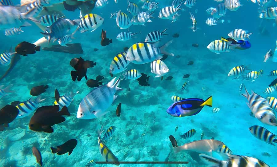 Zanzibar: Mnemba Island Snorkeling and Dolphin Tour - Mnemba Atoll Snorkeling: Coral Reefs, Fish, and Easy Gear