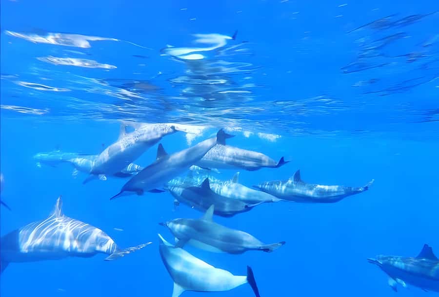 Zanzibar: Mnemba Island Snorkeling and Dolphin Tour - Price and Value: Is $40 a Good Deal?