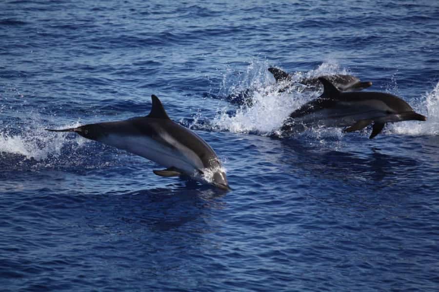 Zanzibar: Mnemba Island Snorkeling & Dolphin - Key Highlights You’ll Feel Immediately