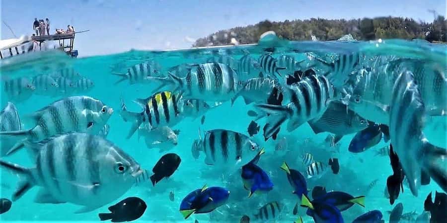 Zanzibar: Mnemba Island Snorkeling & Dolphin - Day Trips from Nungwi: How the Boat Ride Shapes the Whole Experience
