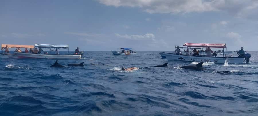Zanzibar: Mnemba Island Snorkeling & Dolphin - Equipment, Marine Park Fees, and What Your Money Actually Buys