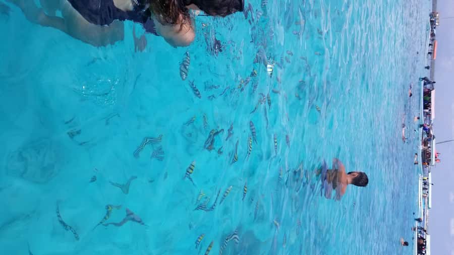 Zanzibar: Mnemba Island Snorkeling & Dolphin - Who This Tour Fits Best (and Who Should Skip It)