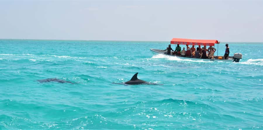 Zanzibar: Mnemba Island Snorkeling & Dolphin - Mnemba Island: Snorkeling Where the Reef Gets Personal