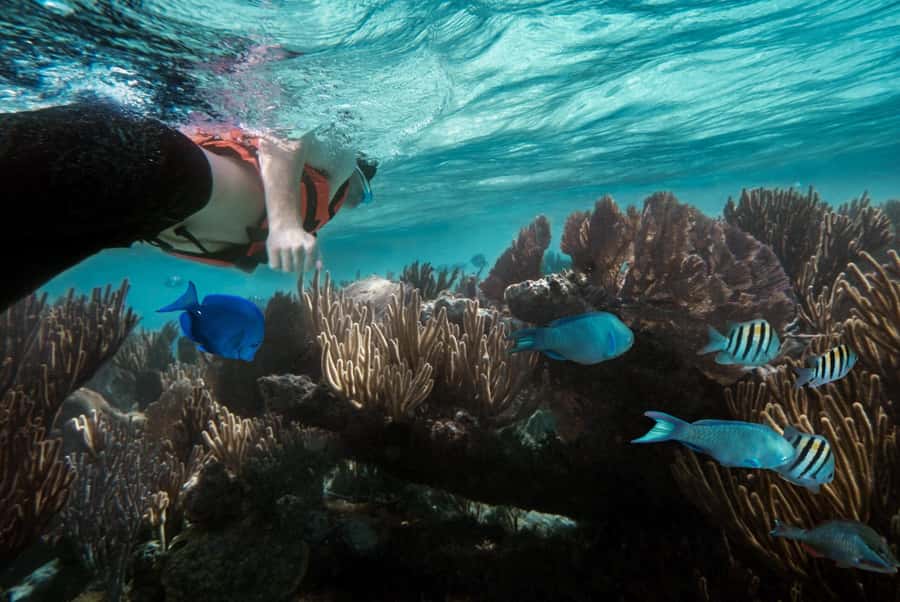 Zanzibar : Swim with dolphin + Snorkel mnemba coral Reef - The 8:15 boat ride from Nungwi to Mnemba (and the calm return)