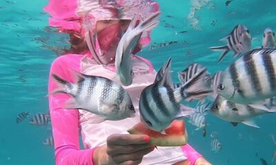 Zanzibar : Swim with dolphin + Snorkel mnemba coral Reef - Swim with dolphins: what you can expect (and what you shouldn’t assume)