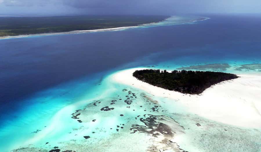 Zanzibar : Swim with dolphin + Snorkel mnemba coral Reef - Should you book this Mnemba dolphin + snorkel trip?