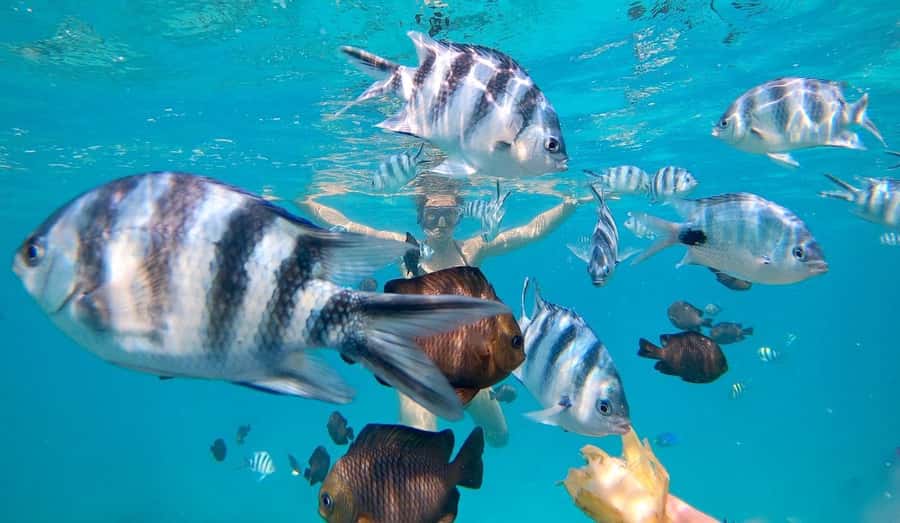 Zanzibar Swimming with Dolphins and snorkeling - Key points before you go
