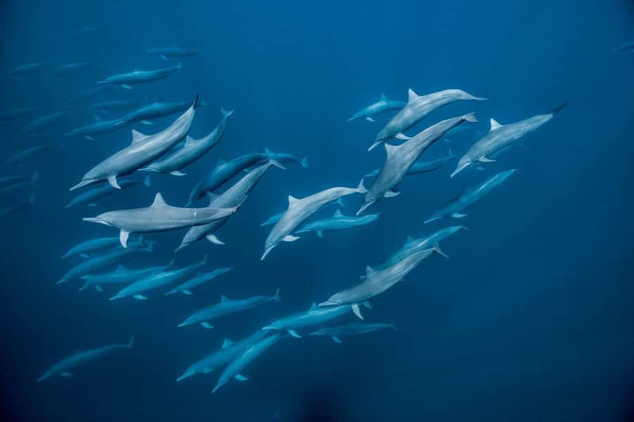 Zanzibar Swimming with Dolphins and snorkeling - Entering The Kizimkazi Morning: Why the day starts early