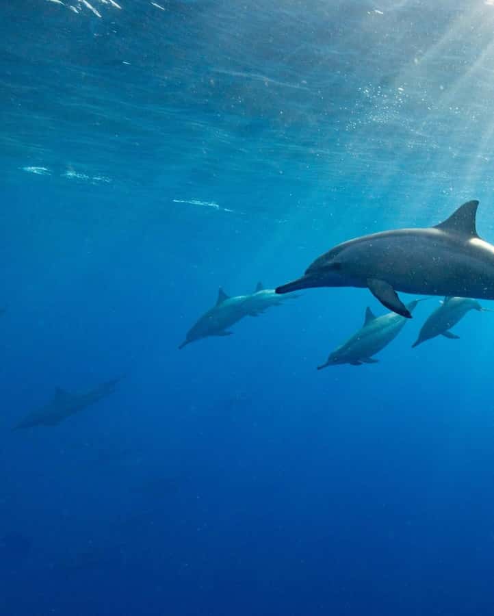 Zanzibar Swimming with Dolphins and snorkeling - Tips to make your dolphin swim and snorkel smoother