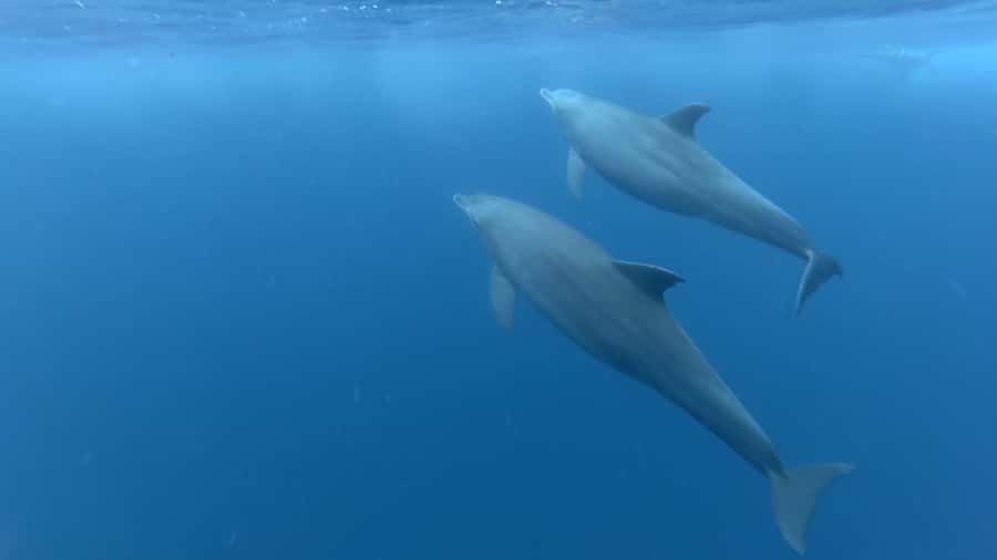 Zanzibar: Swimming with Dolphins and Snorkeling Private Tour - Key Things To Know Before You Go